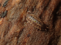 Porcellium collicola