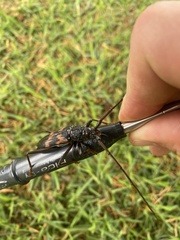 Phoracantha tricuspis