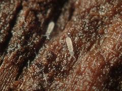 Parisotoma notabilis