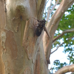 Auscala spinosa