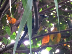 Momotus aequatorialis