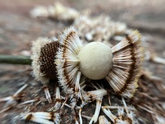 Parkia biglandulosa