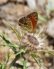 Argynnis elisa