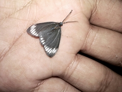 Cyclosia panthona