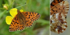 Boloria graeca