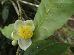 Camellia caudata