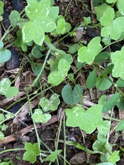 Hydrocotyle acutiloba