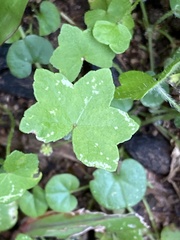 Hydrocotyle acutiloba