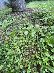Hydrocotyle acutiloba