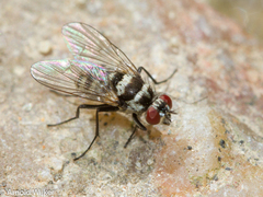 Limnophora obsignata