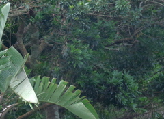 Protorhus longifolia