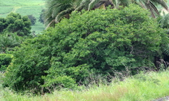 Bridelia micrantha