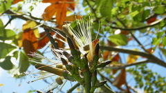 Pseudobombax ellipticum