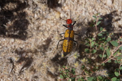 Tegrodera aloga