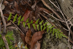 Pellaea calidirupium