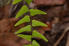 Pellaea calidirupium