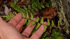 Pellaea calidirupium