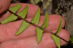 Pellaea calidirupium