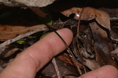 Pellaea calidirupium
