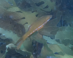 Odax pullus
