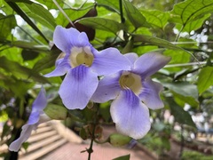 Thunbergia grandiflora