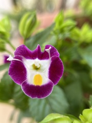 Torenia fournieri
