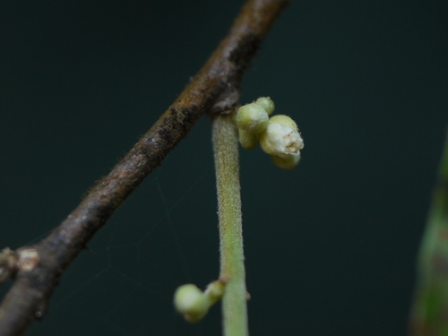 Dichapetalum gelonioides (Roxb.) Engl.