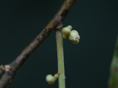Dichapetalum gelonioides