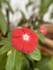 Catharanthus ovalis