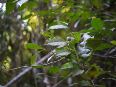 Dichapetalum gelonioides