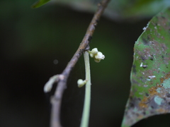 Dichapetalum gelonioides