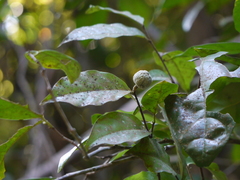 Dichapetalum gelonioides