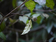 Dichapetalum gelonioides