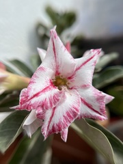 Adenium obesum