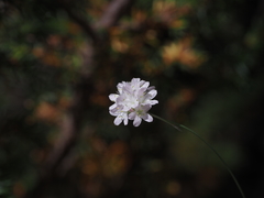 Armeria canescens