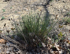 Poa sterilis