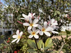 Plumeria