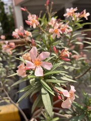 Nerium oleander