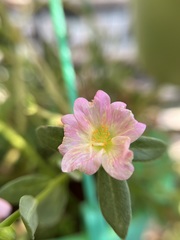 Portulaca umbraticola