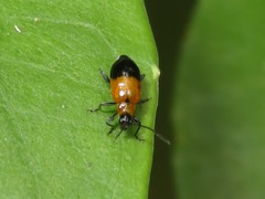 Isotes