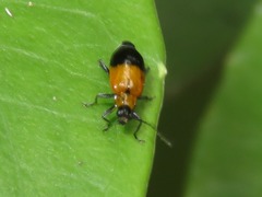 Isotes