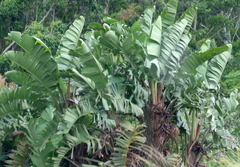 Strelitzia nicolai