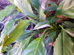 Spathiphyllum wallisii