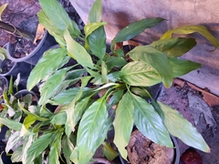 Spathiphyllum wallisii