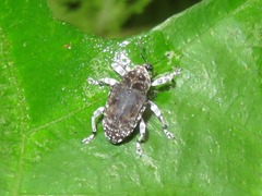 Peridinetus irroratus