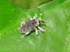 Peridinetus irroratus