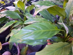 Spathiphyllum wallisii