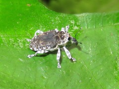 Peridinetus irroratus