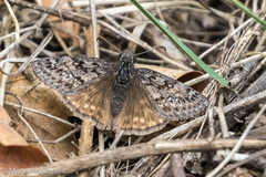 Erynnis telemachus