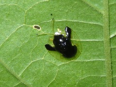 Plagiometriona clarki